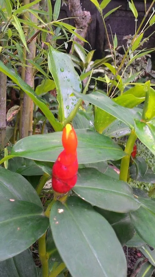 Threewin Homestay Ubud